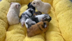 Bọ Ú Ame Giá Bao Nhiêu? Có Nên Nuôi Bọ Ú Ame? 1 bo-u-ame-gia-bao-nhieu-2