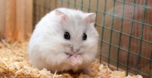 Bọ Ú Ame Giá Bao Nhiêu? Có Nên Nuôi Bọ Ú Ame? 3 bo-u-ame-gia-bao-nhieu-4