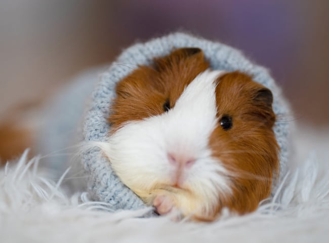 bo-u-ame-gia-bao-nhieu