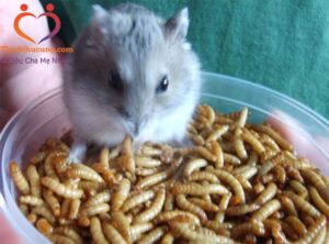 bo-u-an-bo-duoc-khong