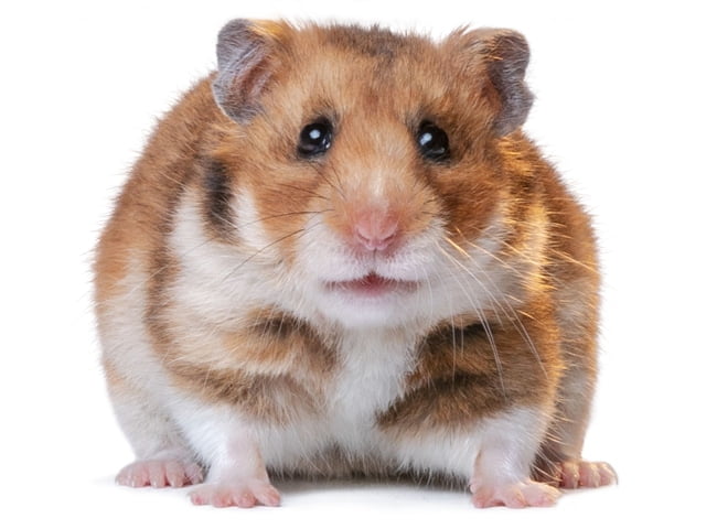 bo-u-an-bo-duoc-khong-4