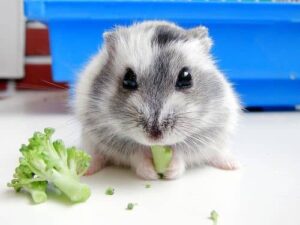 bo-u-an-cai-ngot-duoc-khong-1