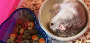 Bọ Ú Ăn Cám Gà Được Không? 2 bo-u-an-cam-ga-duoc-khong-2