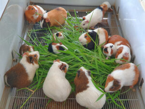 bo-u-an-co-man-trau-duoc-khong-1