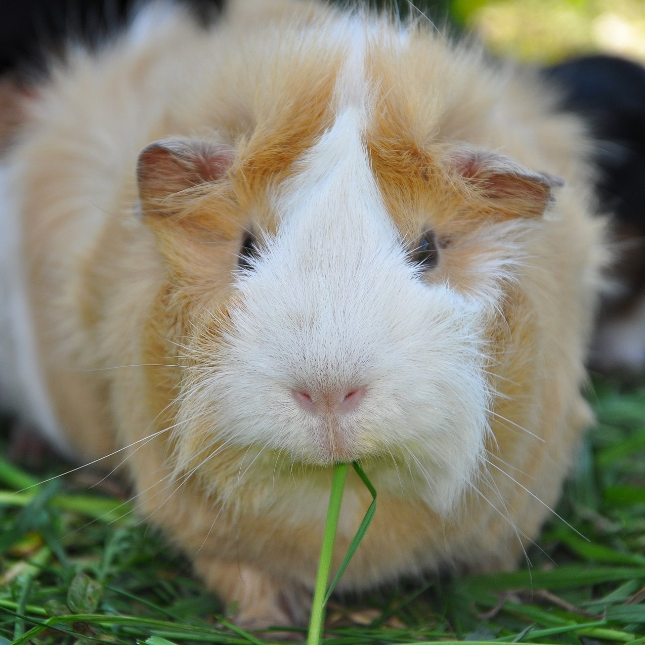 bo-u-an-co-man-trau-duoc-khong-2