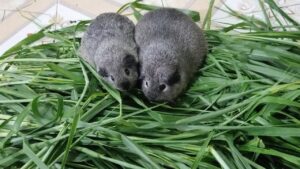 bo-u-an-co-man-trau-duoc-khong