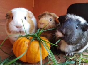 bo-u-an-co-voi-duoc-khong