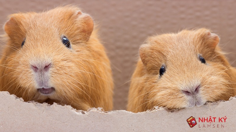 bo u an co voi duoc khong 4