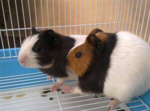 Giải Đáp: Bọ Ú Ăn Cơm Được Không? 2 bo-u-an-com-duoc-khong