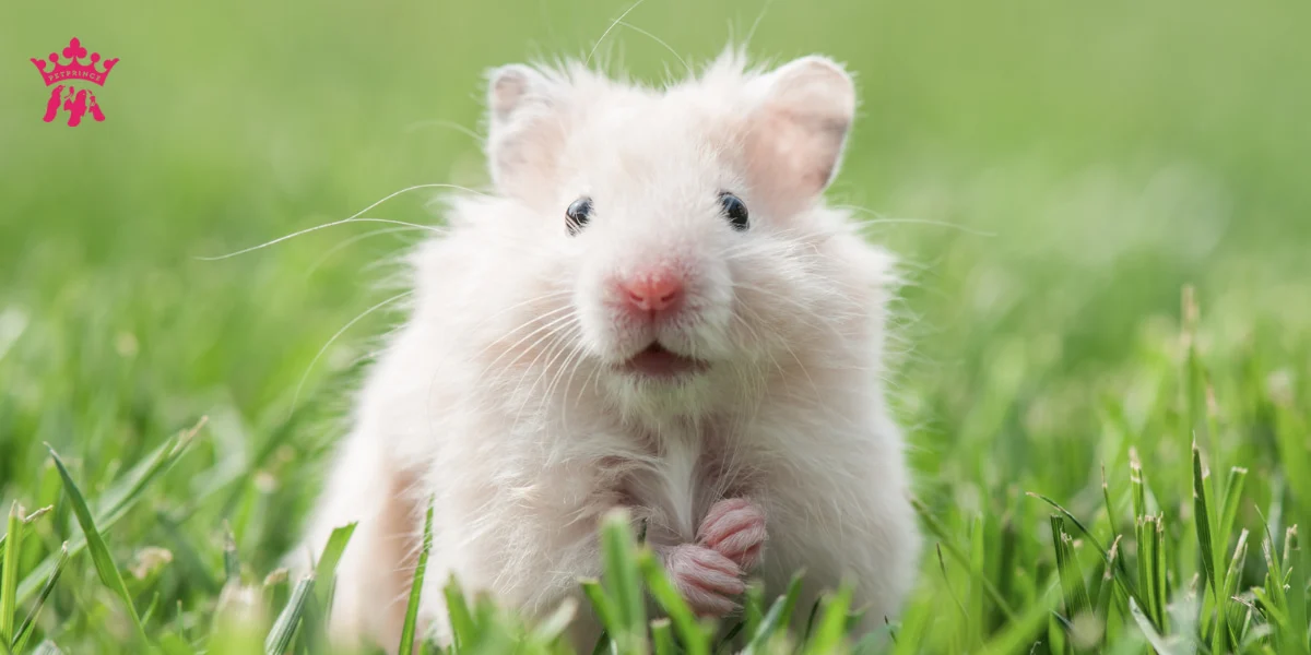 bo-u-an-com-duoc-khong