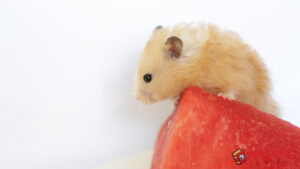 bo-u-an-dua-hau-duoc-khong-3