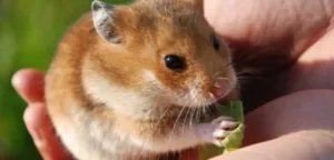 bo-u-an-la-chuoi-duoc-khong-1