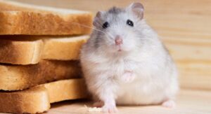 bo-u-an-mia-duoc-khong-1