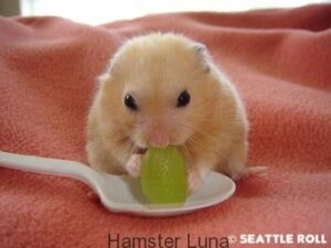 bo-u-an-mia-duoc-khong