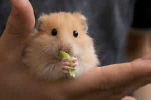 bo-u-an-oi-duoc-khong-1