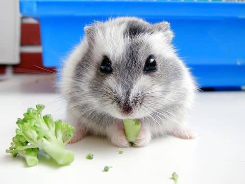 bo-u-an-rau-cang-cua-duoc-khong-2