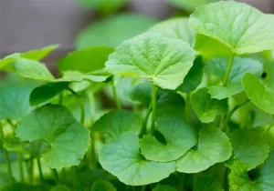 bo-u-an-rau-ma-duoc-khong