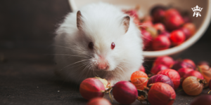 bo-u-an-thanh-long-duoc-khong