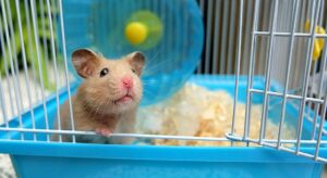 Bọ Ú Bị Co Giật Và Cách Xử Lý Nhanh Chóng 3 bo-u-bi-co-giat-3