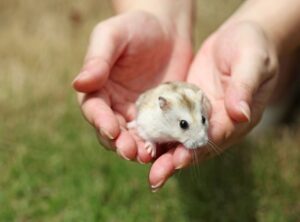 Bọ Ú Bị Co Giật Và Cách Xử Lý Nhanh Chóng 1 bo-u-bi-co-giat