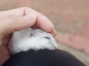 Tìm Hiểu: Bọ Ú Ngủ Có Nhắm Mắt Không? 1 bo-u-ngu-co-nham-mat-khong-1