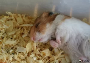 Tìm Hiểu: Bọ Ú Ngủ Có Nhắm Mắt Không? 3 bo-u-ngu-co-nham-mat-khong