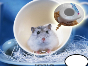 Hướng Dẫn Cách Dạy Bọ Ú Đi Vệ Sinh Đúng Chỗ? 3 cach-day-bo-u-di-ve-sinh-dung-cho-1