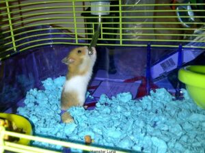 Hướng Dẫn Cách Dạy Bọ Ú Đi Vệ Sinh Đúng Chỗ? 2 cach-day-bo-u-di-ve-sinh-dung-cho-2