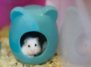 Hướng Dẫn Cách Dạy Bọ Ú Đi Vệ Sinh Đúng Chỗ? 1 cach-day-bo-u-di-ve-sinh-dung-cho