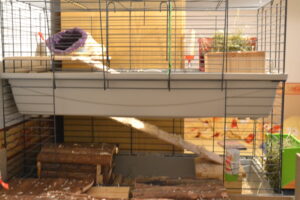 cach-lam-chuong-cho-chuot-lang-2