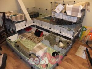 cach-lam-chuong-cho-chuot-lang