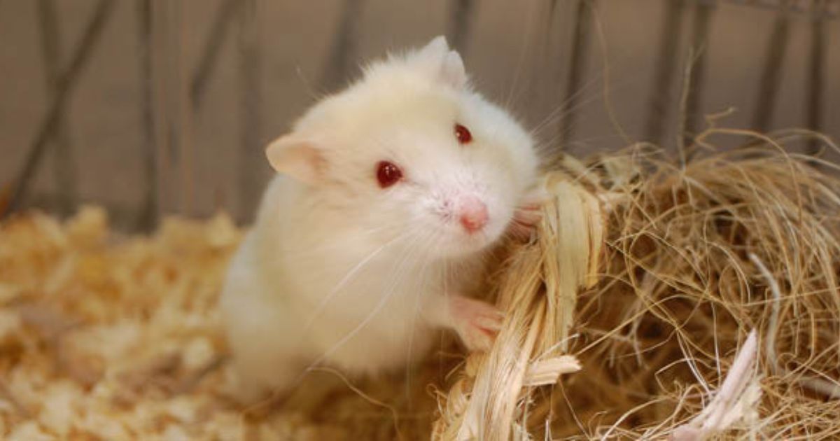 cach-lam-mun-cua-cho-hamster-2