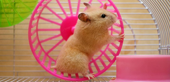 cach-lam-vong-chay-cho-hamster-2
