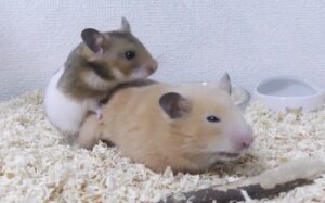 Cách Nhận Biết Hamster Giao Phối Thành Công 1 cach-nhan-biet-hamster-giao-phoi-thanh-cong
