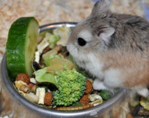 chuot-hamster-an-dua-leo-duoc-khong