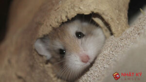 Chuột Hamster Bị Sưng Mắt Có Phải Bị Bệnh Không? 1 chuot-hamster-bi-sung-mat-1