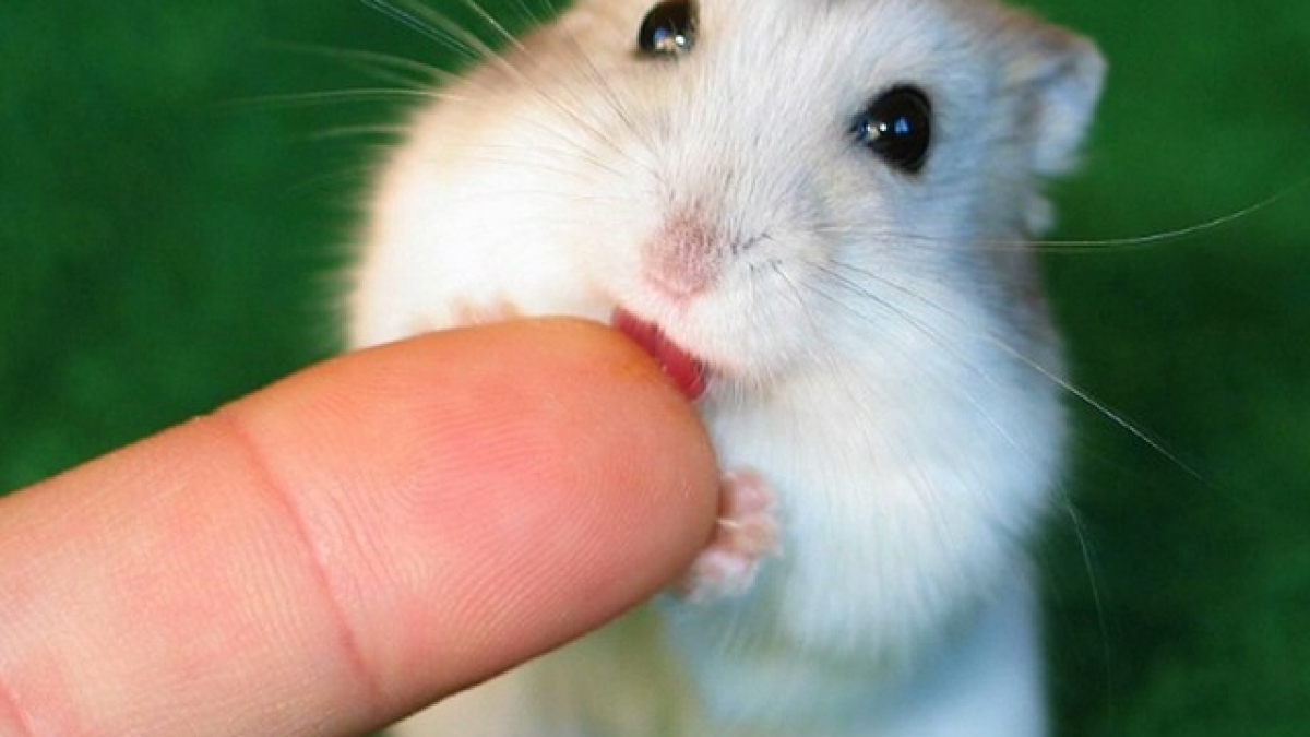 chuot-hamster-bi-sung-mat-2