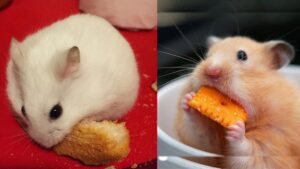 chuot-hamster-co-an-duoc-bun-khong-3