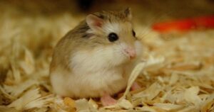 chuot-hamster-co-an-duoc-bun-khong