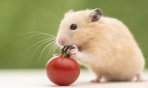 Tìm Hiểu: Chuột Hamster Có Ăn Được Cà Chua Không? 1 chuot-hamster-co-an-duoc-ca-chua-khong