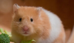 chuot-hamster-mang-thai-bao-lau-thi-de-3