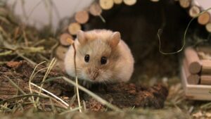 Cùng Tìm Hiểu:Chuột Hamster Uống Sữa Được Không? 3 chuot-hamster-uong-sua-duoc-khong-2