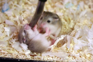 Cùng Tìm Hiểu:Chuột Hamster Uống Sữa Được Không? 1 chuot-hamster-uong-sua-duoc-khong