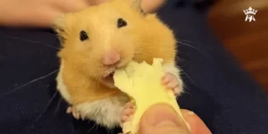 Tìm Hiểu: Chuột Lang Ăn Chuối Được Không? 2 chuot-lang-an-chuoi-duoc-khong-2