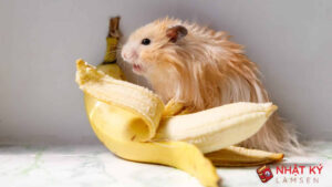Tìm Hiểu: Chuột Lang Ăn Chuối Được Không? 1 chuot-lang-an-chuoi-duoc-khong-3