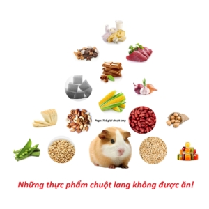 Tìm Hiểu: Chuột Lang Ăn Chuối Được Không? 3 chuot-lang-an-chuoi-duoc-khong