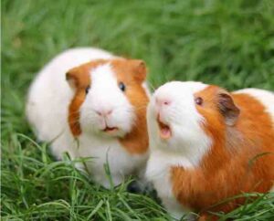 chuot-lang-an-duoc-bap-cai-khong-1