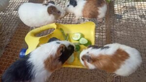 chuot-lang-an-duoc-bap-cai-khong-3