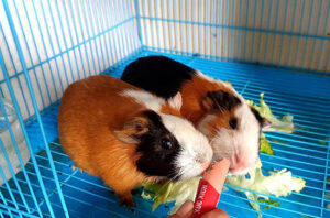 chuot-lang-an-duoc-bap-cai-khong