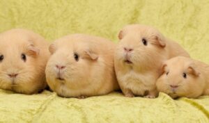 Chuột Lang Ăn Gạo Được Không? 2 chuot-lang-an-gao-duoc-khong-2